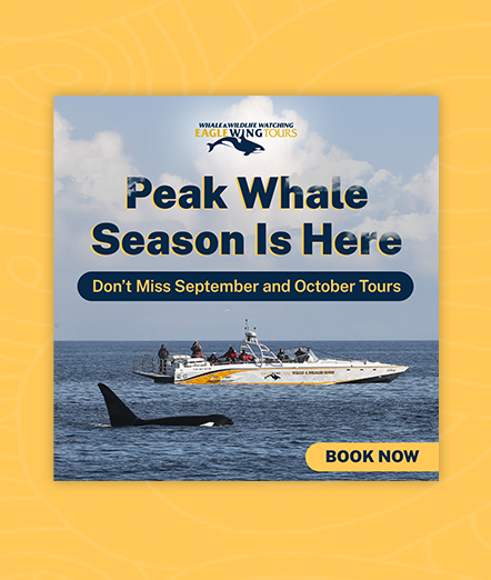 AAMP Agency - Case Study Eagle Wing Ad3