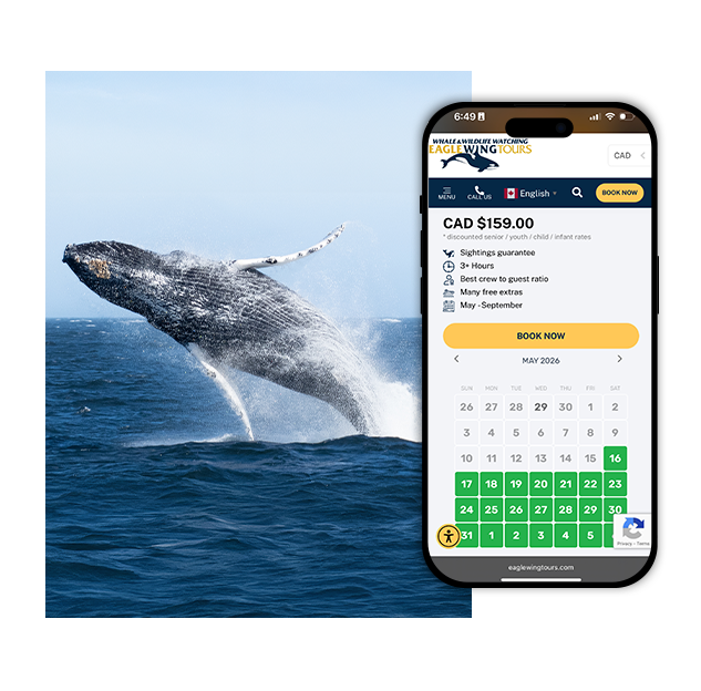 AAMP Agency - Case Study Eagle Wing The Challenge
