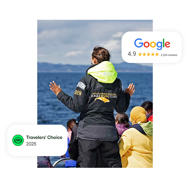 AAMP Agency - Case Study Eagle Wing Why It Worked